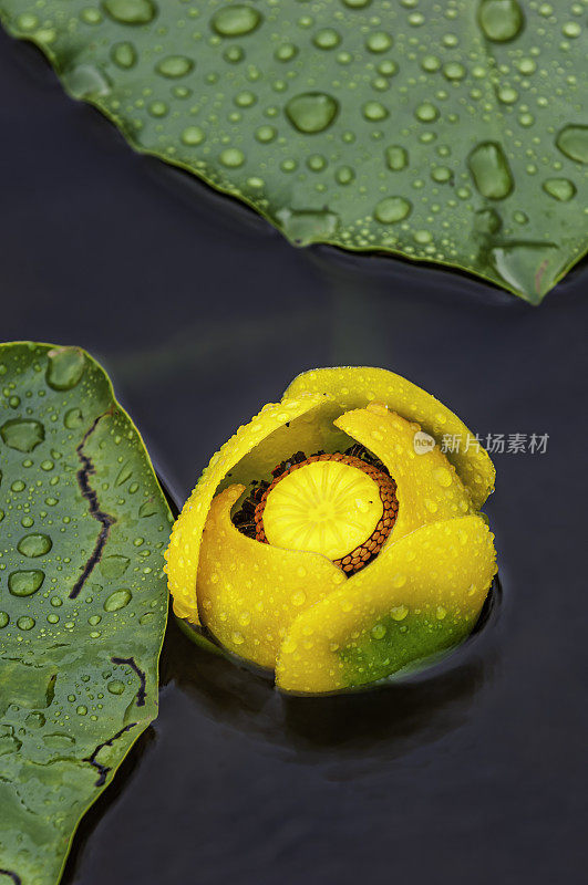 黄荷花，多萼片Nuphar polysepala, Nuphar lutea subsp。Chugach国家森林;威廉王子海峡;阿拉斯加，睡莲科，水、水花、池塘和湖泊上的亮黄色花